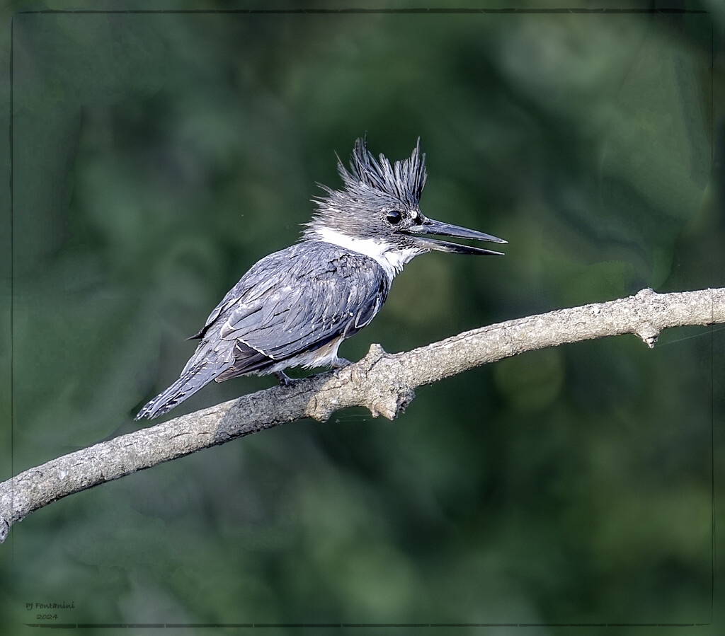 Belted Kingfisher by bluemoon