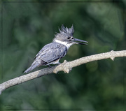 25th Jul 2024 - Belted Kingfisher