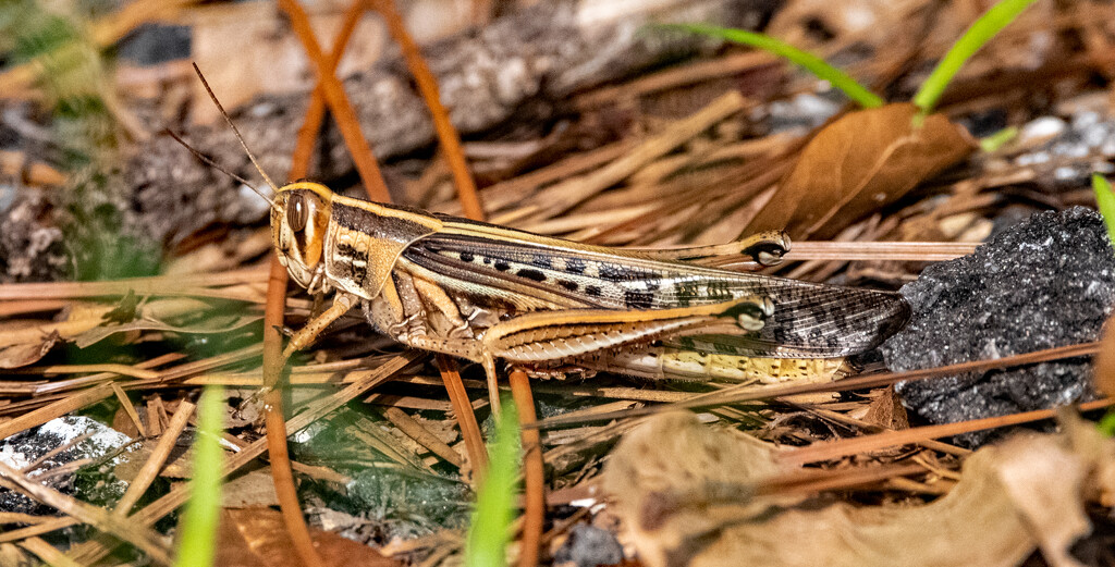 Grasshopper, Trying to Blend In! by rickster549