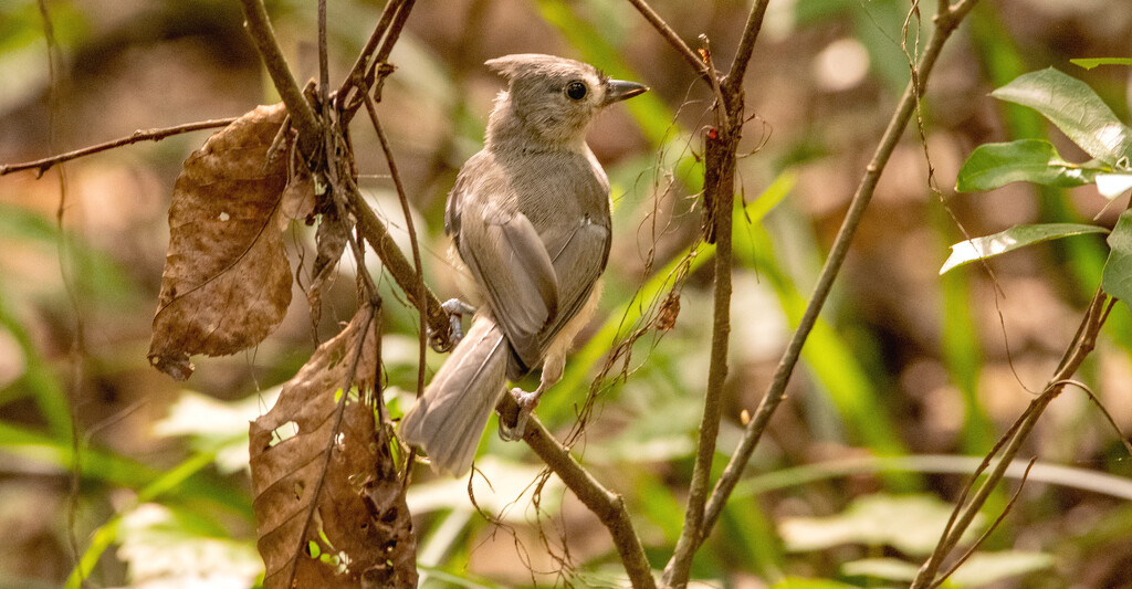 Tufted Titmouse! by rickster549