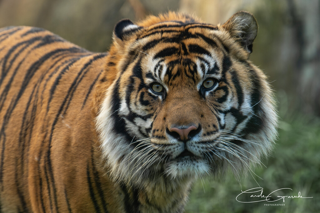 Sumatran Tiger by yorkshirekiwi