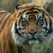 Sumatran Tiger by yorkshirekiwi