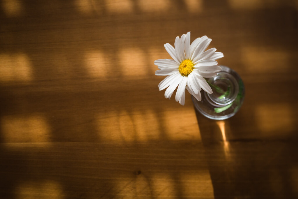 Simple Daisy in Evening Light by tina_mac