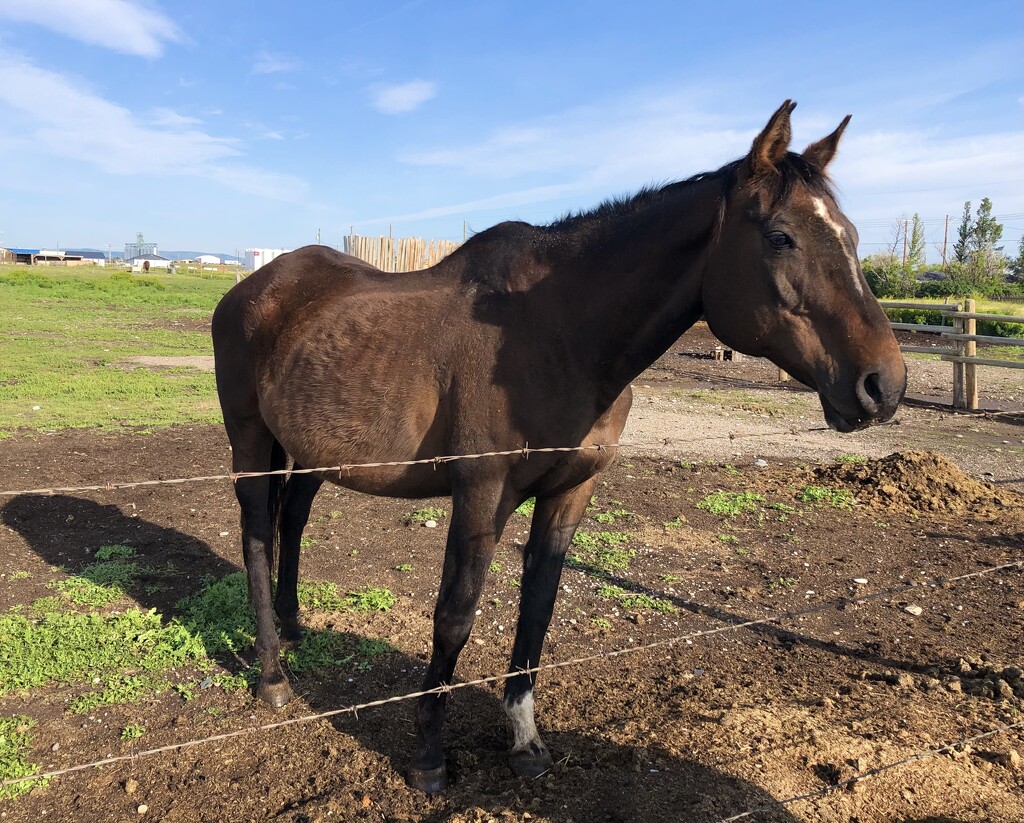 Horse in the Field  by dailypix