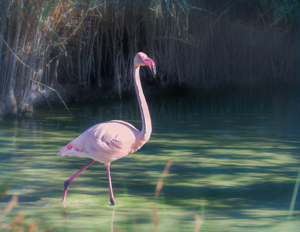 Happy flamingo Friday by ludwigsdiana