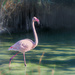 Happy flamingo Friday