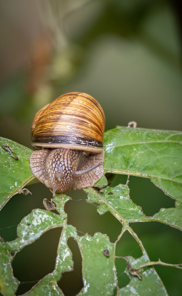 And he ate the whole leaf by haskar