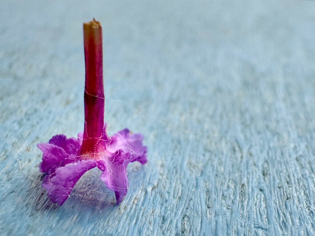 This tiny Buddleja flew by :) by stimuloog