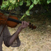 jazz violinist