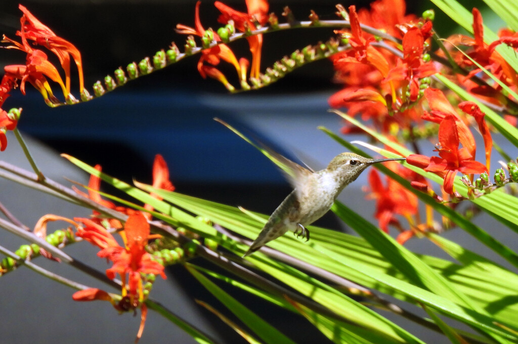 Hummingbird  by seattlite