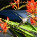 Hummingbird  by seattlite