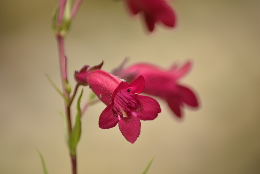 Pond plant by dragey74