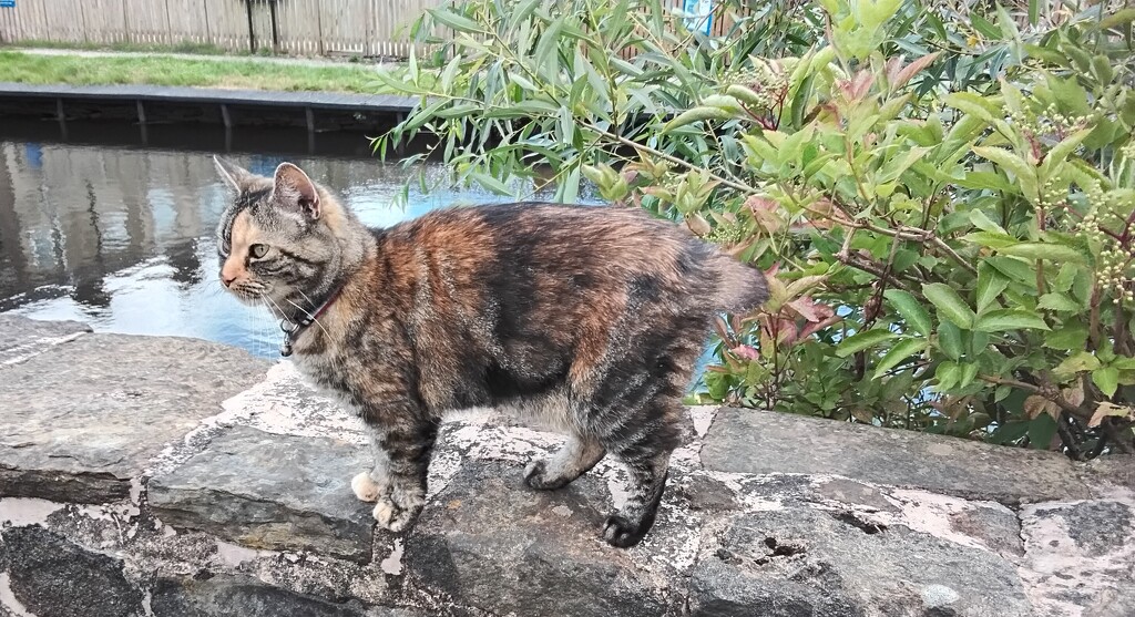 Tabby cat on the canal wall. by grace55