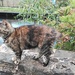 Tabby cat on the canal wall. by grace55