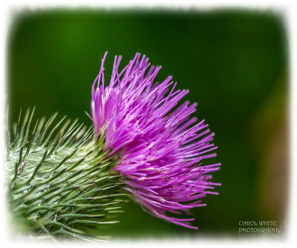 Thistle by carolmw