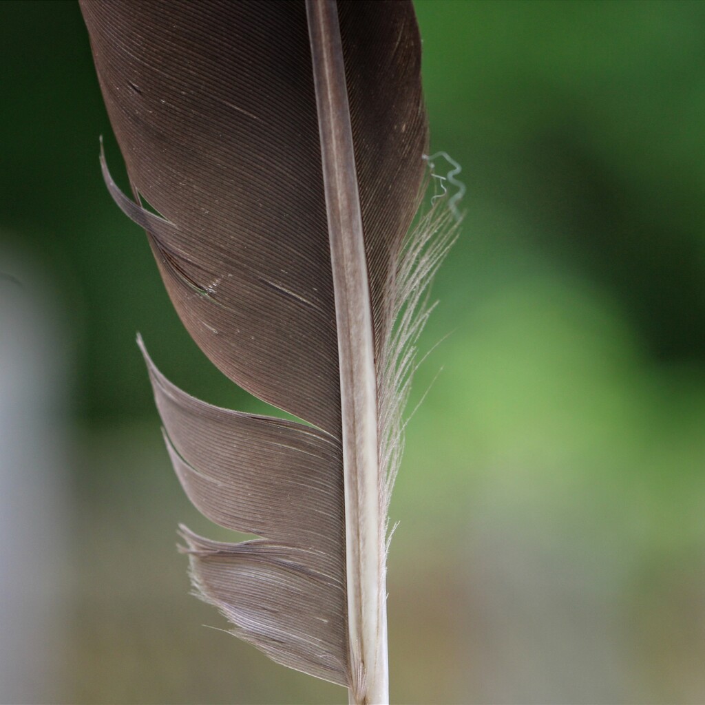 I found a feather the other day... by marlboromaam