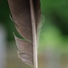 I found a feather the other day...