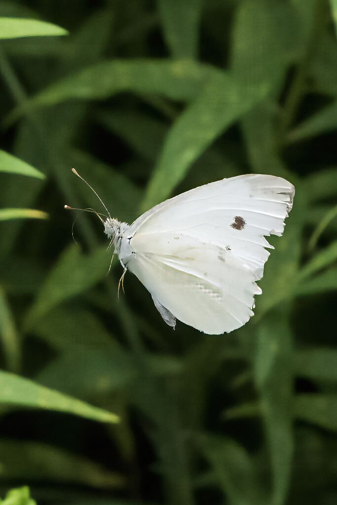 Cabbage White by k9photo