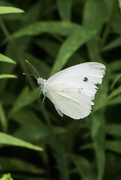 26th Jul 2024 - Cabbage White