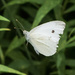 Cabbage White by k9photo