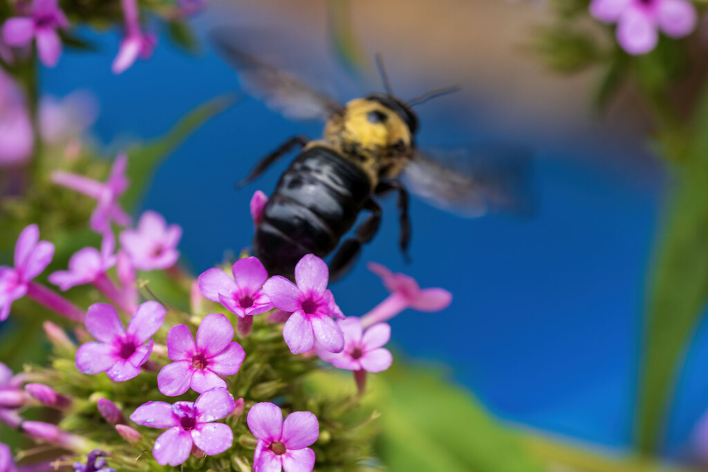 Flying Away by kvphoto