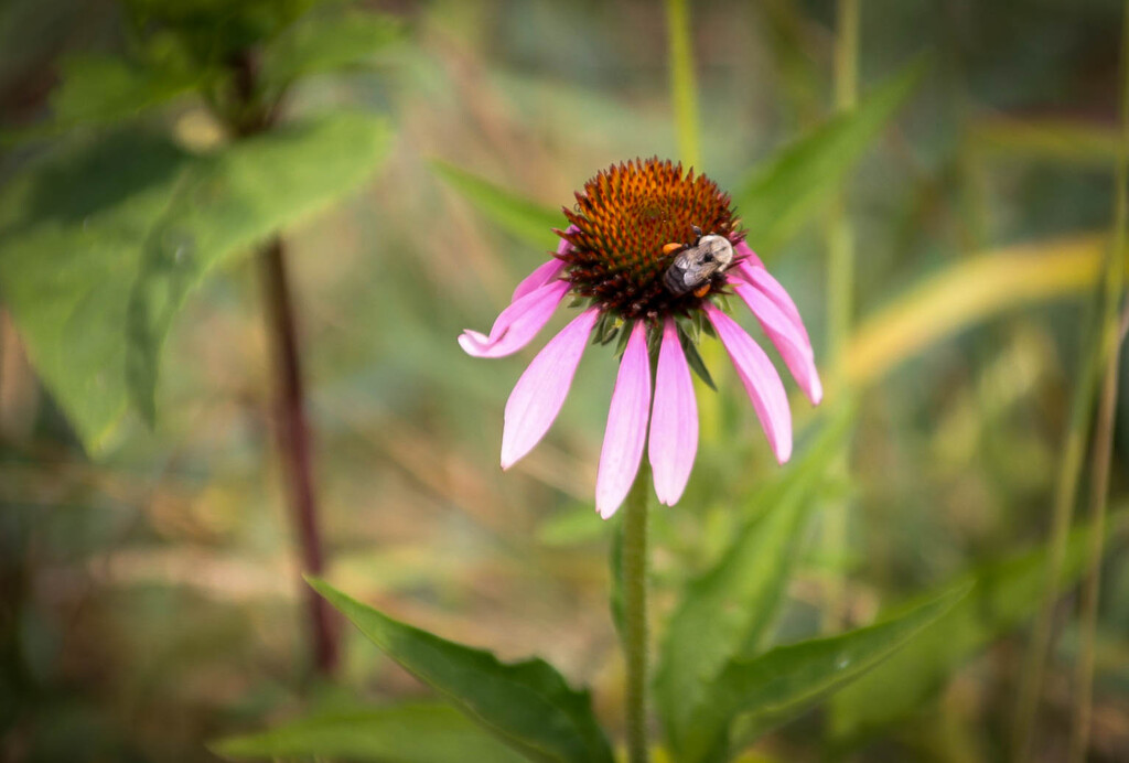 Coneflower with a bee by mittens