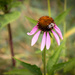 Coneflower with a bee by mittens