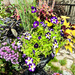 Flowers on Walkway