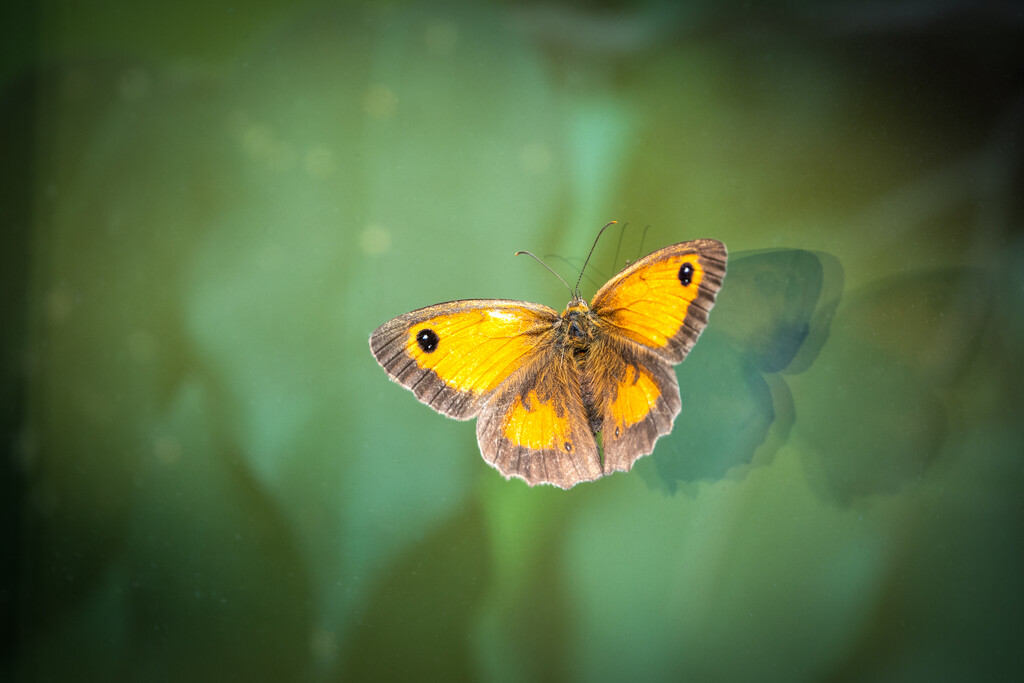 Gatekeeper on the Window by humphreyhippo