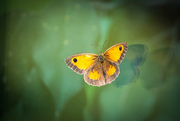 26th Jul 2024 - Gatekeeper on the Window