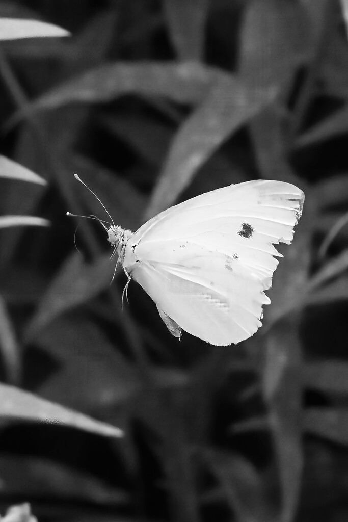 Cabbage White in mono by k9photo