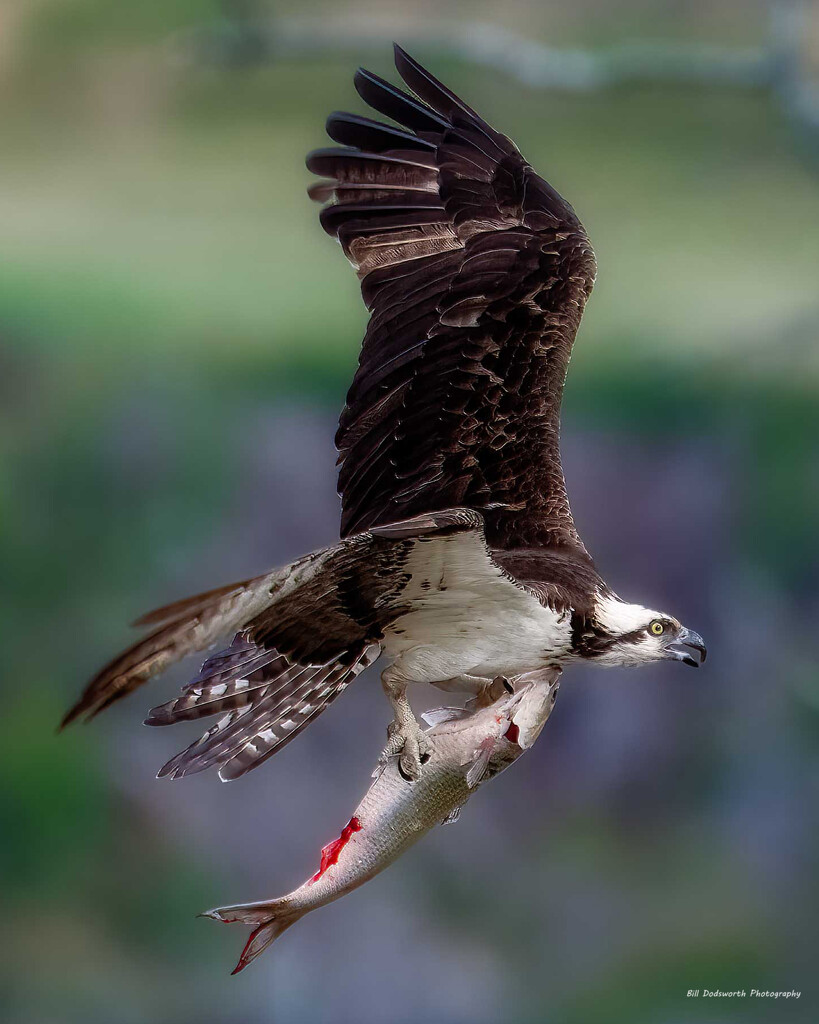 Coming home with dinner by photographycrazy