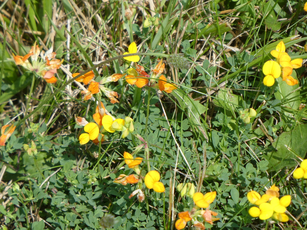 Bird’s-foot-trefoil by mtb24