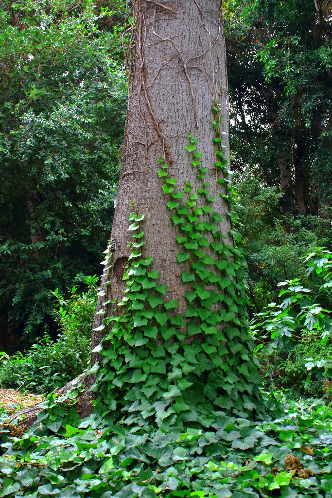 vine + tree by blueberry1222