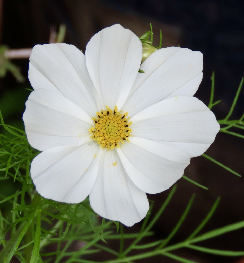 My first home grown big Cosmos of the year by orchid99