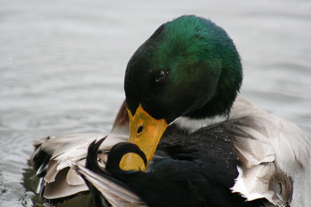 Mallard by photohoot