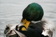 26th Jul 2024 - Mallard