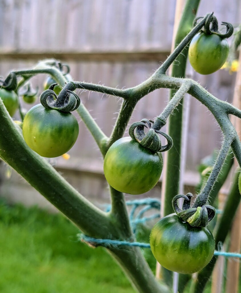 066: Tomatoes by incrediblefran