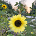 Sunflowers At Sunset