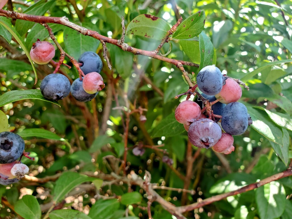 Blueberry Time! by houser934