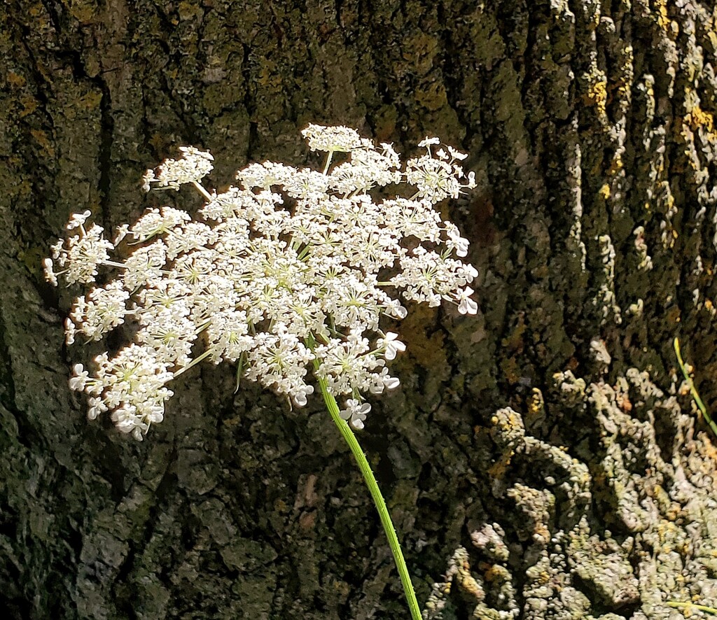 Queen Anne's Lace by houser934