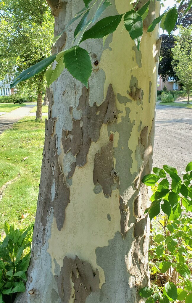 Shedding Tree by houser934