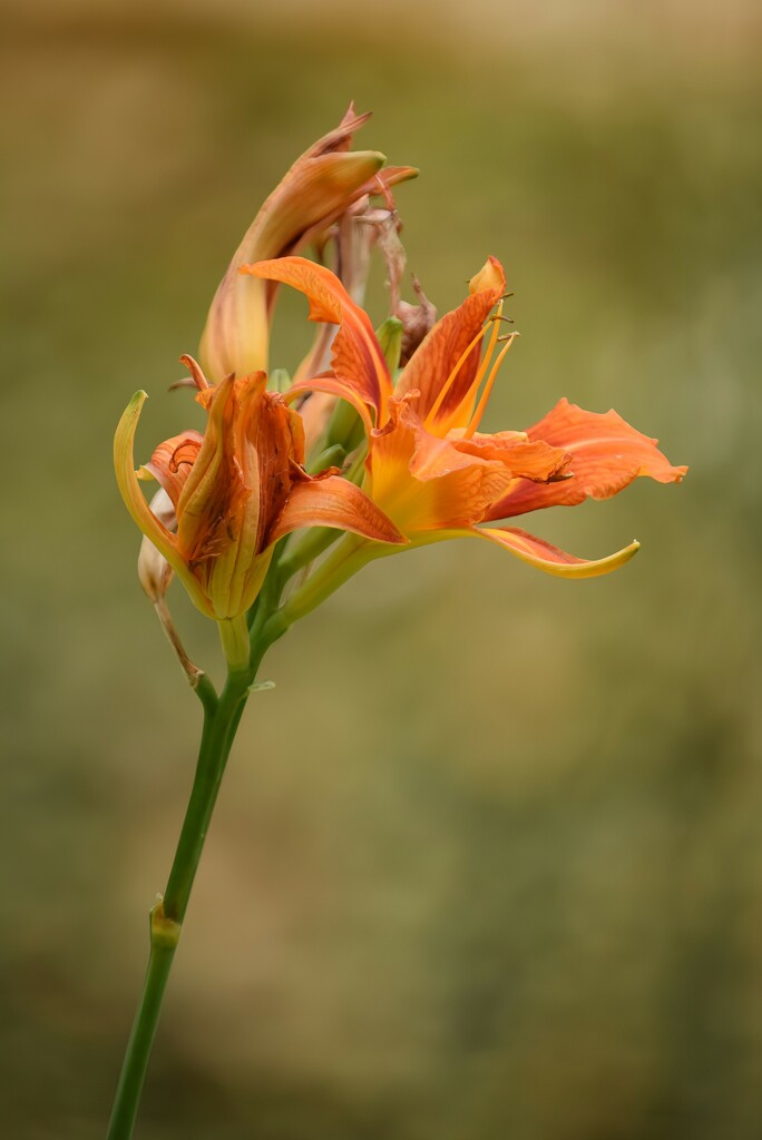 Day Lily by dragey74