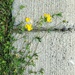 Yellow sidewalk flowers