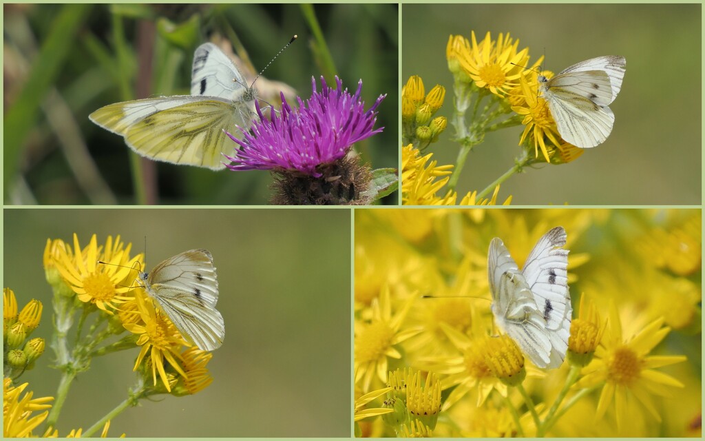 Green Veined White by jesika2