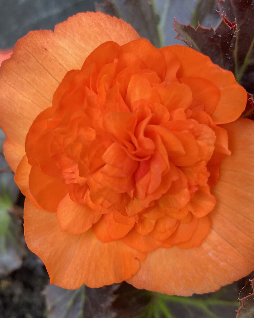 Beautiful Begonia  by cmf