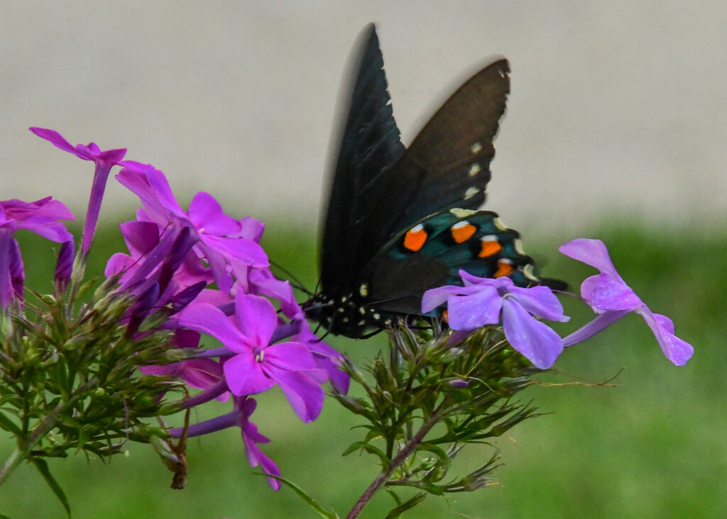 Pipevine Swallowtail by kareenking