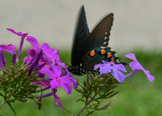 22nd Jul 2024 - Pipevine Swallowtail