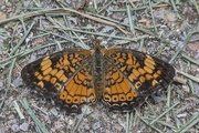 19th Jul 2024 - Pearl Crescent 