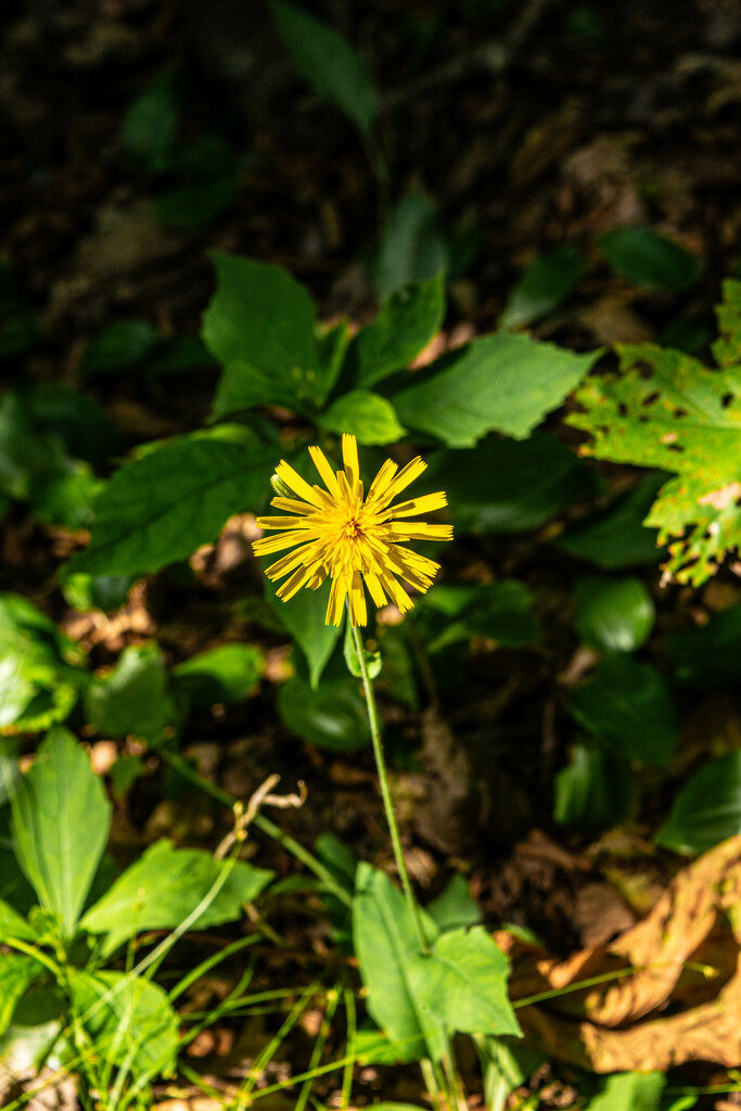 Forest plant-2 by darchibald